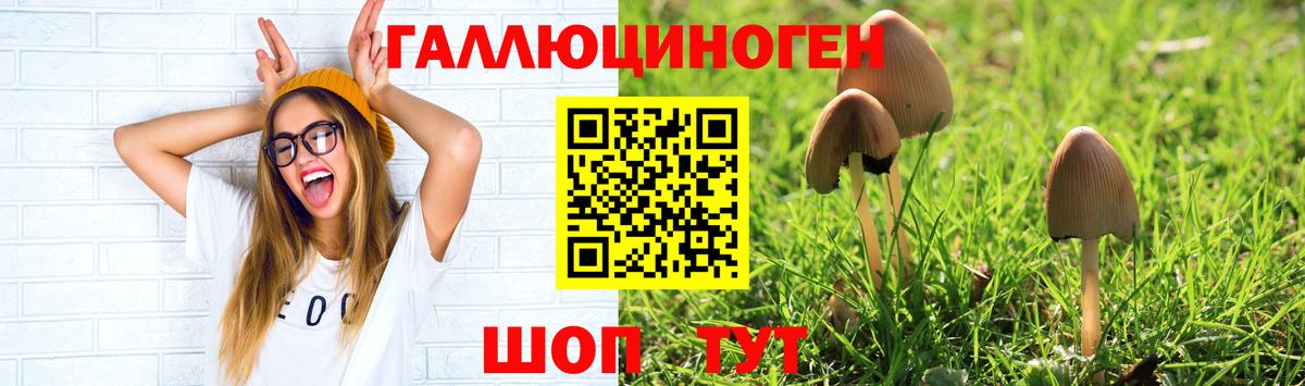 Псилоцибиновые грибы Psilocybe Крымск